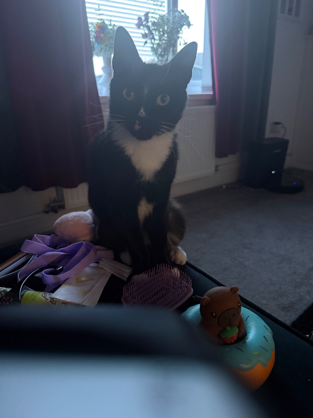 Original phone photo of the same black-and-white tuxedo cat sitting indoors